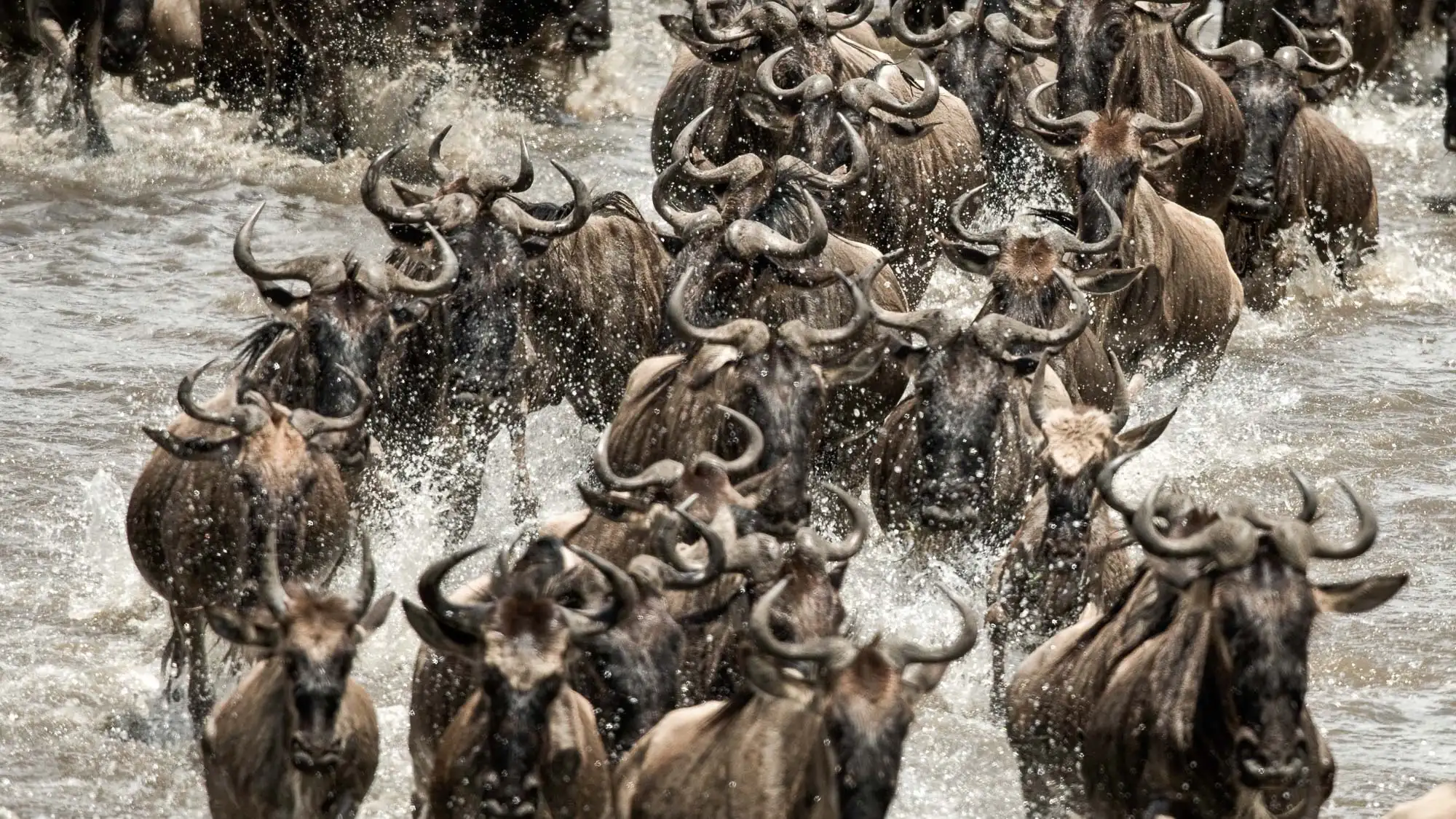 Wildlife