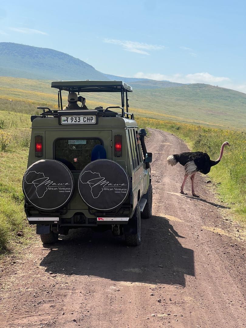 Mawe safari vehicle alongside an ostrich on a Tanzania game drive